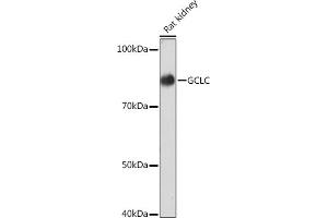 Western blot analysis of extracts of Rat kidney, using GCLC Rabbit mAb (ABIN1680604, ABIN3018993, ABIN3018994 and ABIN7101696) at 1:1000 dilution. (GCLC 抗体)