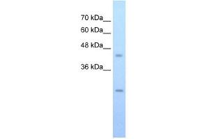 FLJ20489 antibody used at 0. (FLJ20489 (C-Term) 抗体)