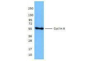 Western Blotting (WB) image for anti-Cyclin A2 (CCNA2) antibody (ABIN2664910) (Cyclin A 抗体)