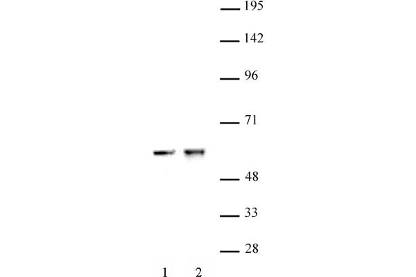 CDK8 抗体  (C-Term)