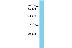 Host: Rabbit Target Name: C15orf53 Sample Type: HT1080 Whole Cell lysates Antibody Dilution: 1. (C15ORF53 抗体  (N-Term))