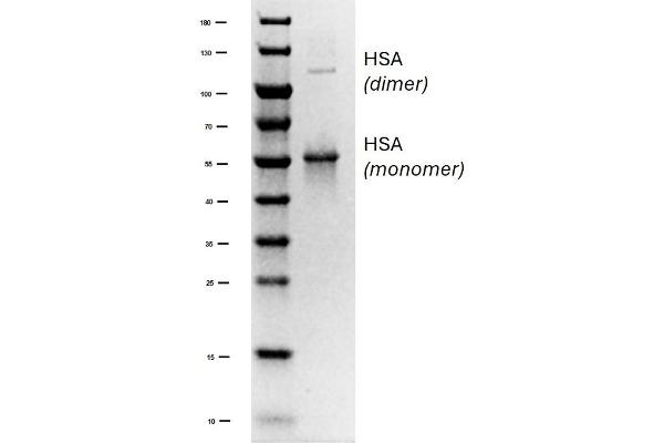 HSA 蛋白