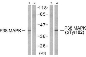 Western Blotting (WB) image for anti-Mitogen-Activated Protein Kinase 14 (MAPK14) (Tyr182) antibody (ABIN1848143) (MAPK14 抗体  (Tyr182))