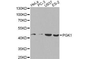 Western blot analysis of extracts of various cell lines, using PGK1 antibody. (PGK1 抗体)
