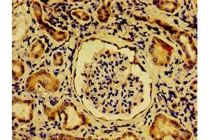 Immunohistochemistry of paraffin-embedded human kidney tissue using ABIN7162040 at dilution of 1:100 (NME6 抗体  (AA 1-186))