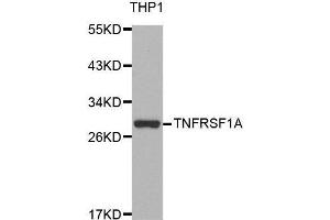 Western blot analysis of extracts of THP-1 cell line, using TNFRSF1A antibody. (TNFRSF1A 抗体  (AA 22-211))