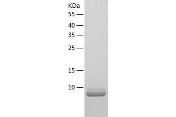 CCL3 Protein (AA 24-92) (His tag)