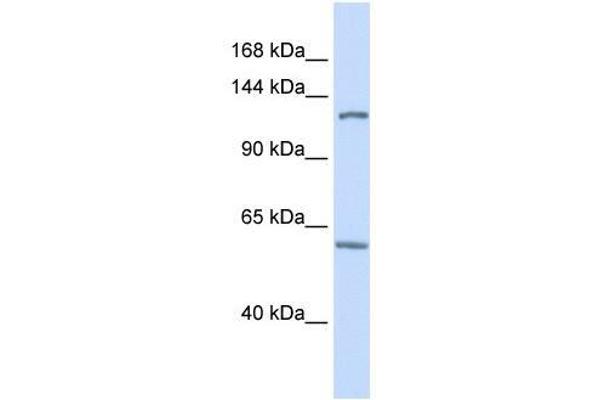 PHF12 抗体  (C-Term)