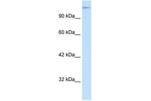 SUPT5H 抗体  (C-Term)