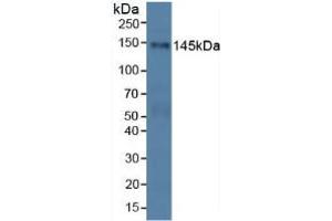 Western blot analysis of Human HeLa cells. (PALLD 抗体  (AA 1137-1383))