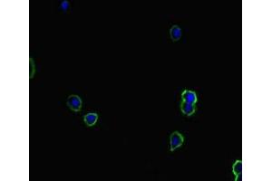 Immunofluorescent analysis of HepG2 cells using ABIN7171458 at dilution of 1:100 and Alexa Fluor 488-congugated AffiniPure Goat Anti-Rabbit IgG(H+L) (TIAM1 抗体  (AA 52-224))