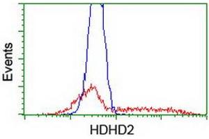 Image no. 2 for anti-Haloacid Dehalogenase-Like Hydrolase Domain Containing 2 (HDHD2) antibody (ABIN1498629) (HDHD2 抗体)