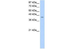 WB Suggested Anti-HOMER1 Antibody Titration:  0. (HOMER1 抗体  (C-Term))