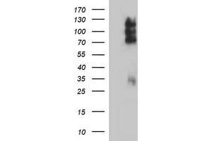 Image no. 1 for anti-CD44 (CD44) antibody (ABIN1497320) (CD44 抗体)