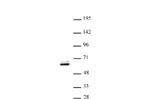 TEAD1 antibody (pAb) tested by Western blot. (TEAD1 抗体)