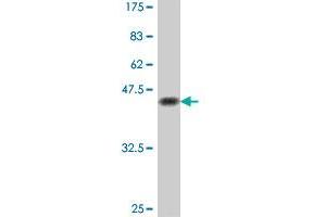 Western Blot detection against Immunogen (38. (SOX9 抗体  (AA 400-509))