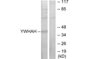 Western Blotting (WB) image for anti-14-3-3 eta (YWHAH) (Internal Region) antibody (ABIN1850145) (14-3-3 eta 抗体  (Internal Region))