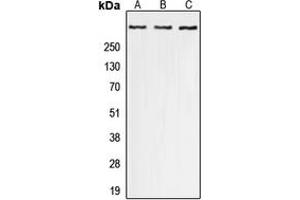 Western blot analysis of p300 (pS1834) expression in A549 (A), Raw264. (p300 抗体  (C-Term, pSer1834))