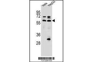 Western blot analysis in Hela,HepG2 cell line lysates (35ug/lane). (SEPN1 抗体  (C-Term))