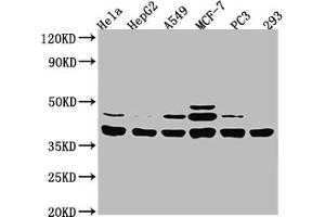 Western Blot Positive WB detected in: Hela whole cell lysate, HepG2 whole cell lysate, A549 whole cell lysate, MCF-7 whole cell lysate, PC-3 whole cell lysate, 293 whole cell lysate All lanes: MT-ND1 antibody at 1:2000 Secondary Goat polyclonal to rabbit IgG at 1/50000 dilution Predicted band size: 36 kDa Observed band size: 38 kDa (MT-ND1 抗体  (AA 23-67))