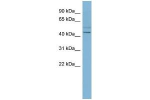 WB Suggested Anti-SLC46A1 Antibody Titration:  0. (SLC46A1 抗体  (N-Term))