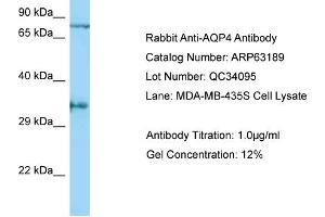 Western Blotting (WB) image for anti-Aquaporin 4 (AQP4) (C-Term) antibody (ABIN2789408) (Aquaporin 4 抗体  (C-Term))