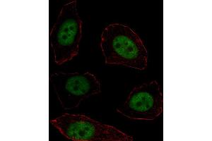 Fluorescent image of  cell stained with MSX1 Antibody (Center) (ABIN1537757 and ABIN2838265). (MSX1 抗体  (AA 111-138))