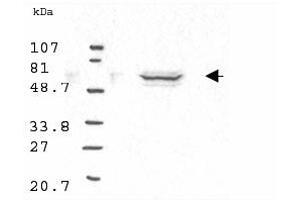 Western blot analysis using Anti-Cyclin B1 antibody to detect Human Cyclin B1 present in asynchronous HN30 cell lysates. (Cyclin B1 抗体)