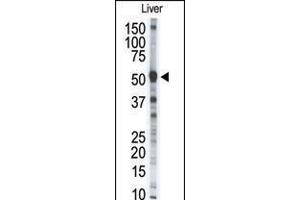 Western blot analysis of anti-MMP8 Pab in mouse liver tissue lysate (35ug/lane). (MMP8 抗体  (AA 286-315))