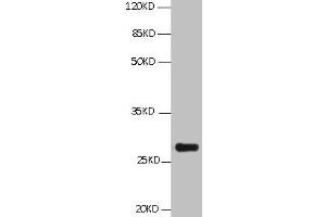 All Lanes:Mouse anti BCL2L1 Monoclonal antibody at 1 μg/mL Lane 1:HepG2 whole cell lysate Secondary Goat polyclonal to Mouse IgG at 1/5000 dilution Predicted band size:26,27,19kd Observed band size:26KD (BCL2L1 抗体)