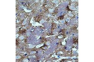 Immunohistochemical analysis of GAP43 staining in rat brain formalin fixed paraffin embedded tissue section. (GAP43 抗体)