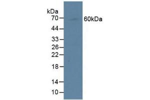 Western blot analysis of Human Raji Cells. (CENPI 抗体  (AA 292-528))