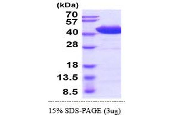 HCST Protein (AA 20-48) (hIgG-His-tag)