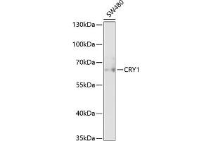 Western blot analysis of extracts of SW480 cells, using CRY1 antibody (ABIN6130203, ABIN6139061, ABIN6139064 and ABIN6217742) at 1:1000 dilution. (CRY1 抗体  (AA 1-255))