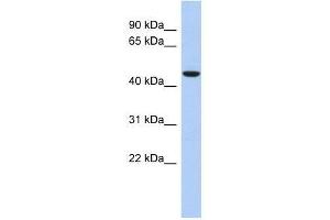 ZNF566 antibody used at 0. (ZNF566 抗体  (Middle Region))