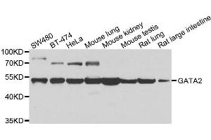 Western blot analysis of extracts of various cell lines, using GATA2 antibody. (GATA2 抗体  (AA 1-300))