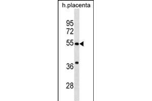 CHST2 Antibody (C-term) (ABIN1537406 and ABIN2838296) western blot analysis in human placenta tissue lysates (35 μg/lane). (CHST2 抗体  (C-Term))