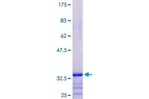 PRAC Protein (AA 1-57) (GST tag)