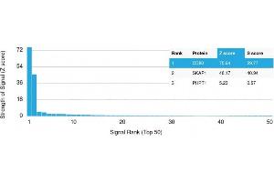 Analysis of Protein Array containing more than 19,000 full-length human proteins using CD80 Mouse Monoclonal Antibody (C80/2776) Z- and S- Score: The Z-score represents the strength of a signal that a monoclonal antibody (Monoclonal Antibody) (in combination with a fluorescently-tagged anti-IgG secondary antibody) produces when binding to a particular protein on the HuProtTM array. (CD80 抗体  (AA 35-142))