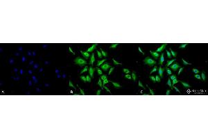Immunocytochemistry/Immunofluorescence analysis using Chicken Anti-Hsp70 Polyclonal Antibody . (HSP70 抗体  (Atto 594))