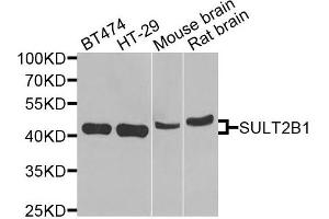 Western blot analysis of extracts of various cells, using SULT2B1 antibody. (SULT2B1 抗体)