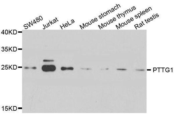 PTTG1 抗体  (AA 1-202)