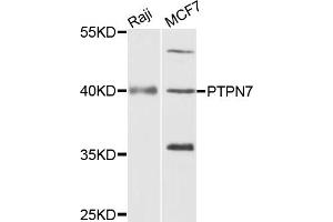 Western blot analysis of extracts of various cell lines, using PTPN7 antibody (ABIN5972224) at 1/1000 dilution. (PTPN7 抗体)