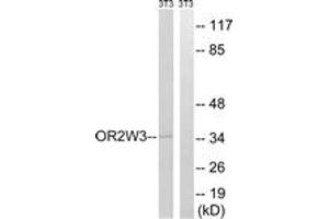 Western blot analysis of extracts from NIH-3T3 cells, using OR2W3 Antibody. (OR2W3 抗体  (AA 141-190))