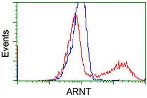 Image no. 2 for anti-Aryl Hydrocarbon Receptor Nuclear Translocator (ARNT) antibody (ABIN1496730) (ARNT 抗体)