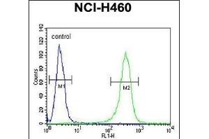 Z Antibody (N-term) (ABIN653708 and ABIN2843024) flow cytometric analysis of NCI- cells (right histogram) compared to a negative control cell (left histogram). (ZNF473 抗体  (N-Term))