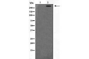 Western blot analysis on HeLa cell lysate using DNA-PK Antibody,The lane on the left is treated with the antigen-specific peptide. (PRKDC 抗体  (Internal Region))