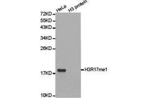 Western blot analysis of extracts of HeLa cell line and H3 protein expressed in E. (Histone 3 抗体  (H3R17me))