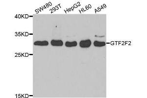 Western blot analysis of extracts of various cell lines, using GTF2F2 antibody. (GTF2F2 抗体  (AA 1-249))