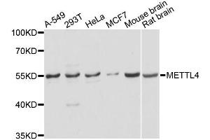 Western blot analysis of extracts of various cell lines, using METTL4 antibody (ABIN5996743) at 1/2000 dilution. (METTL4 抗体)
